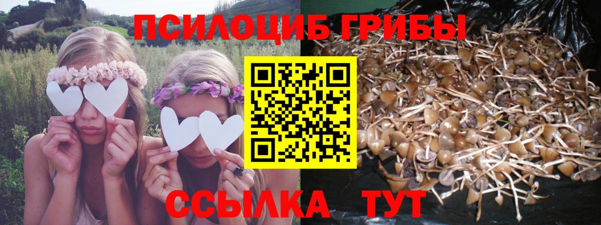 Галлюциногенные грибы Psilocybe  Вход с VPN  Кропоткин 